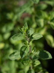 Fresh green oregano (origanum) leaves in the garden. Overhed view. 