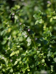 Fresh thyme (thymus) in the garden. 