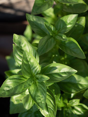 Close up of fresh basil (basilica) in the garden. Overhead shot.
