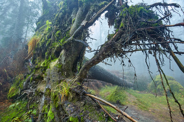 Big uprooted tree in the forest