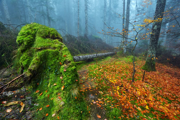 Big uprooted tree in the forest