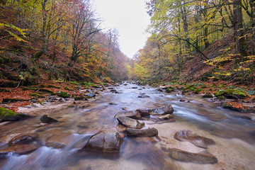 River flowing through forest in the fall