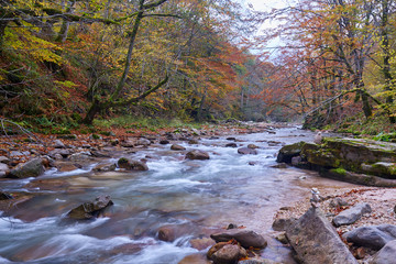 River flowing through forest in the fall