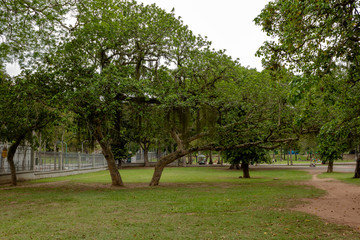 lawn with tree in background