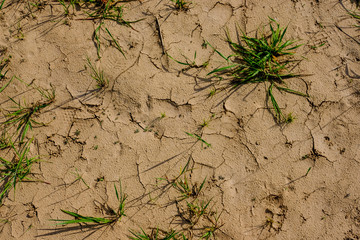 dry land texture with some green plants