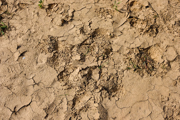dry land texture with some green plants