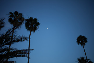 Palms at Night