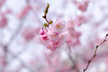 Prunus Accolade