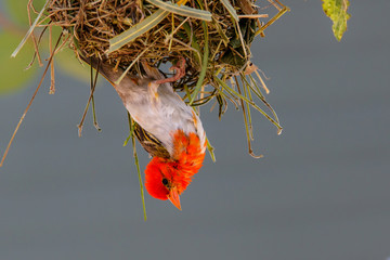 Red-headed weaver in Sabi Sands Game Reserve in South Africa