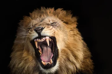 Poster Im Rahmen Porträt eines Löwen © Graham