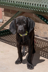 Cute and Friendly Rescue Plott Hound Puppy Wants to Be Adopted from Animal Shelter