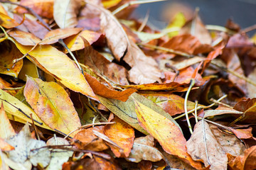 Background from a pile of autumn leaves
