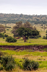 Fototapeta na wymiar Acacias in Kenya on a cloudy day