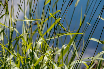 calm summer day view by the lake with clean water