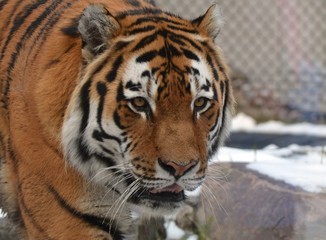 Fototapeta na wymiar Tiger at zoo