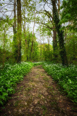 woodland path way with wild garlic 
