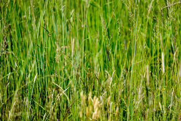 sunny meadow with different flowers in summer day