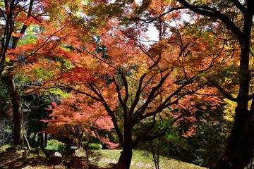 三島公園の紅葉