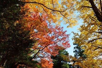 三島公園の紅葉