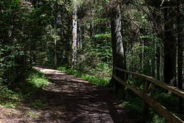 dirt road in clean pine tree forest