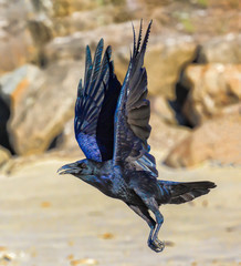 wings perpendicular flying raven on beach