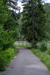 Obraz premium dirt road in clean pine tree forest