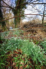 Snowdrops growing wild in the fields