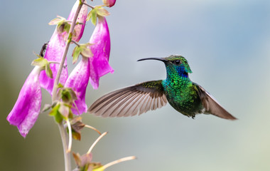 Obraz premium Hummingbird in Costa Rica 