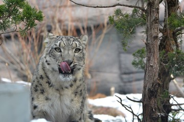 Snow Leopard at zoo