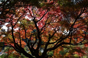 三島公園の紅葉
