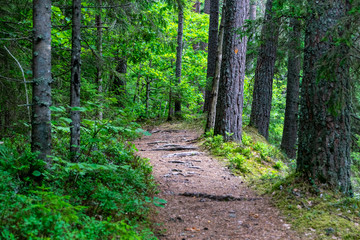 Fototapeta premium dirt road in clean pine tree forest