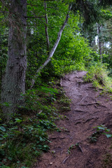 dirt road in clean pine tree forest