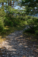 Obraz premium dirt road in clean pine tree forest