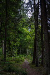 Fototapeta na wymiar dirt road in clean pine tree forest