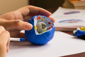 Child learns biology, studies the structure of the cell. Cell is made of clay and painted with...