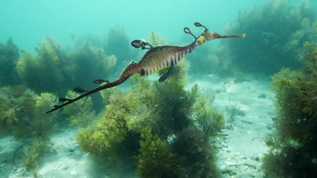 Weedy Sea Dragon seadragon