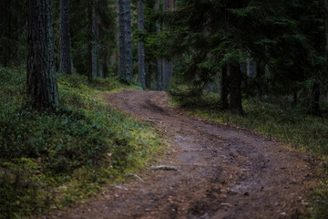 Obraz premium polna droga w czystym lesie sosnowym