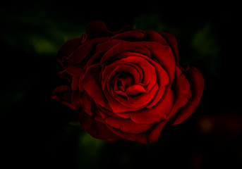 red rose