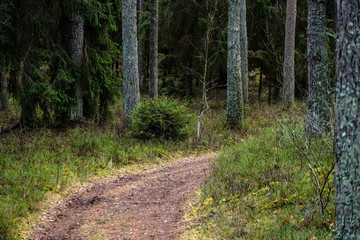 dirt road in clean pine tree forest