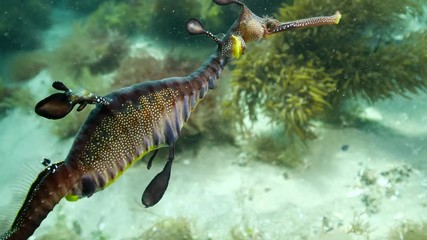 Weedy Sea Dragon seadragon