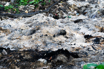 A small piece of land is covered with ash and green grass. After burning the wood ash on the ground. fire consequences