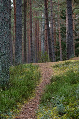 dirt road in clean pine tree forest