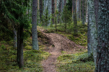Obraz premium dirt road in clean pine tree forest