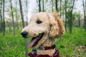 Poodle in the Woods