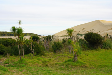 View of the TePaki Giant Sand Dunes at Cape Reinga (Te Rerenga Wairua), the northwesternmost tip of the Aupouri Peninsula, at the northern end of the North Island of New Zealand