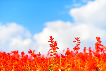 赤いサルビアと青空