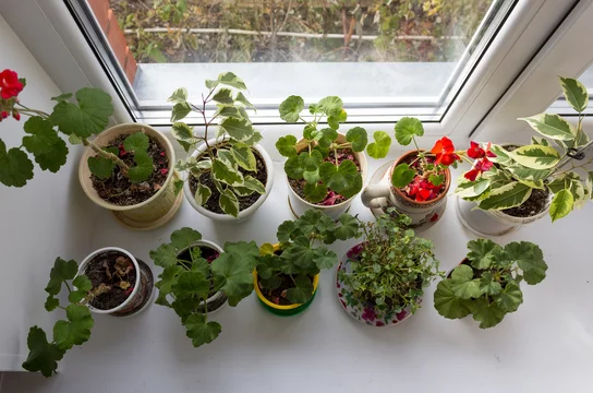 17 Easiest Indoor Plants to Grow from Seed - Insider Monkey