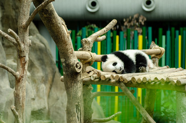 Obraz premium Giant panda bear sleeping on a wooden bench
