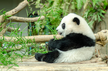 Feeding time, giant panda eating green bamboo leaves