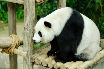 Giant panda standing on wooden bench